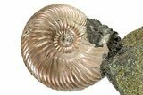 Iridescent, Pyritized Ammonite (Quenstedticeras) Fossil Display #344274-1